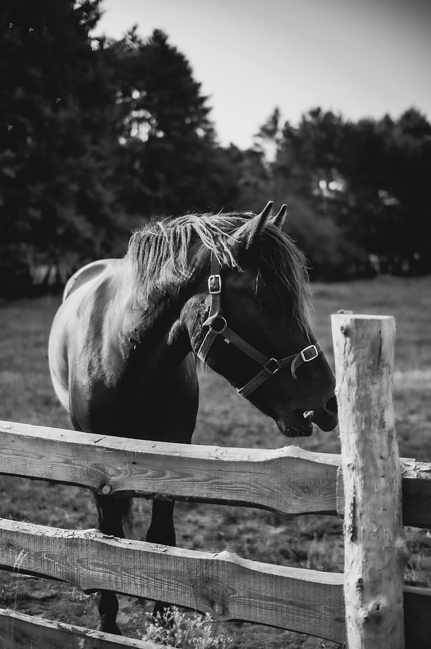 caballo, cerca, granja, pasto, negro, blanco, animal, naturaleza, semental, escena rural, rancho