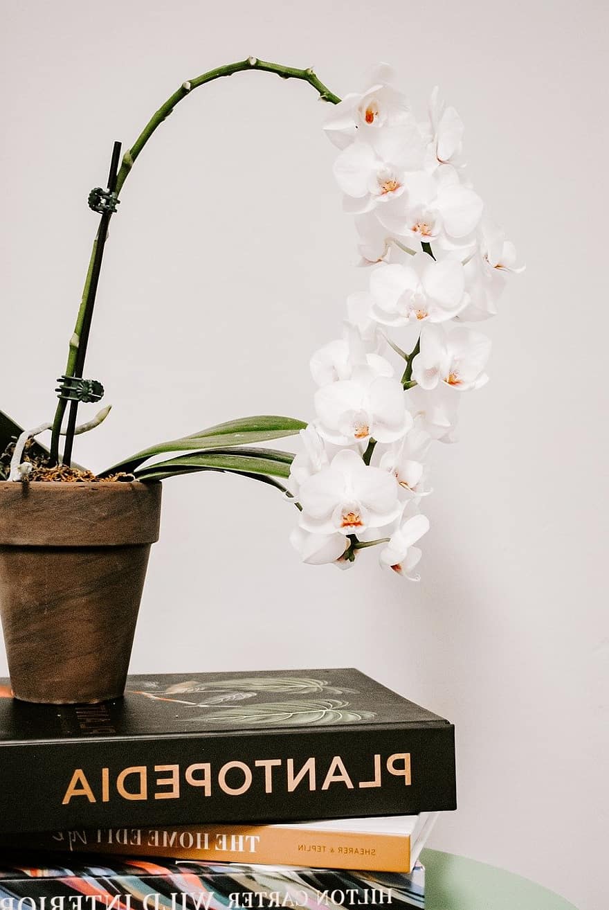 orquídea, flores, livros