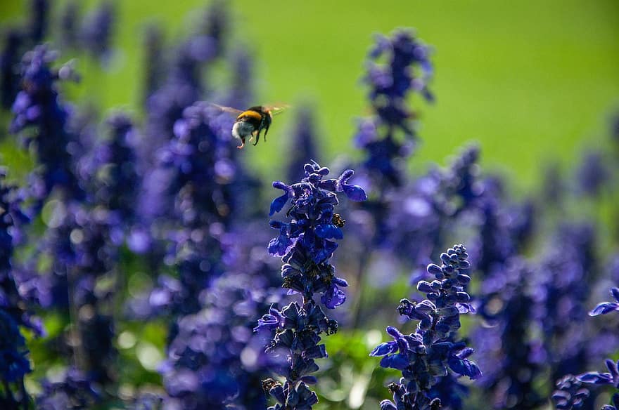 квіти, рослини, бджола, фіолетовий, лаванда, весна, навколишнє середовище, на відкритому повітрі, фокус, сад