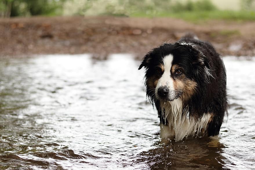 perro, Pastor australiano, mascota, animal, linda, hocico, piel, naturaleza, agua, llevar una vida de soltero, río