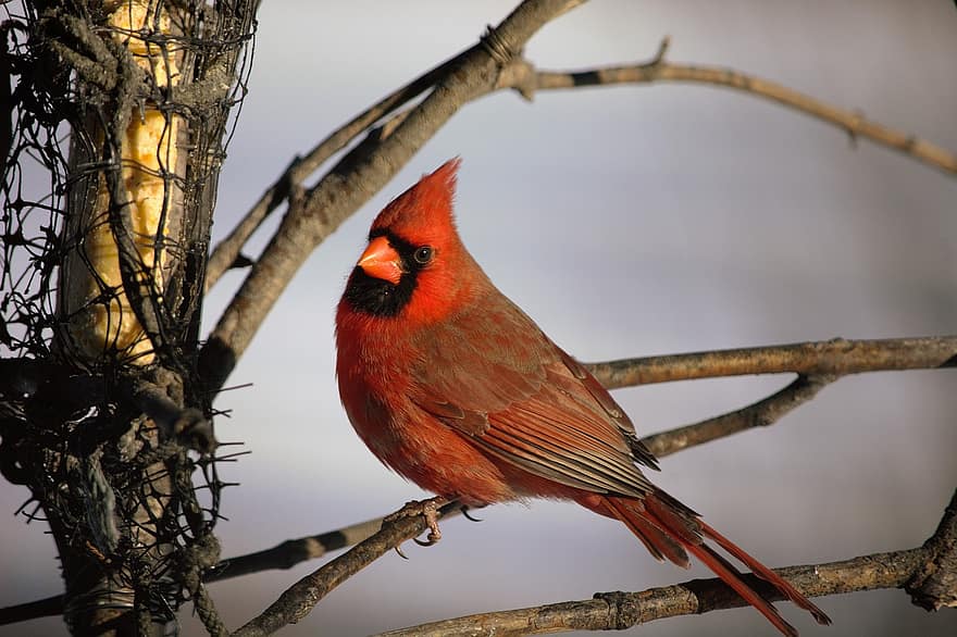 cardenal, ocell, posat, animal, plomes, plomatge, bec, factura, observació d'aus, ornitologia, món animal