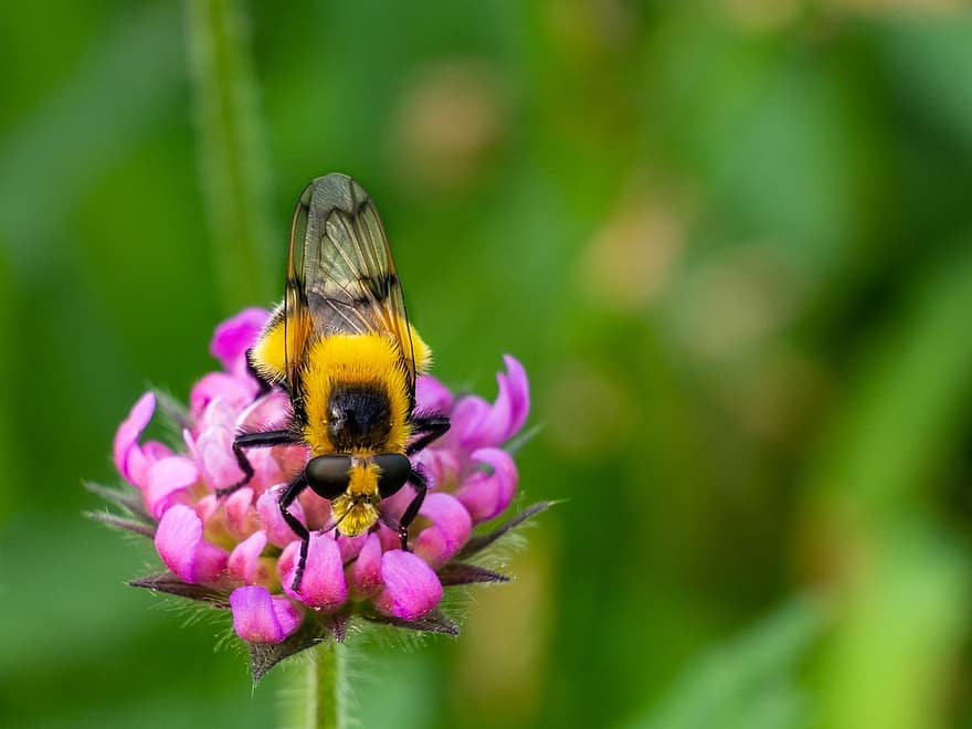 bombus arısı-, böcek, nektar, Toplamak, arka fon, kapatmak, uçan, hayvan, fauna, üst, doğa
