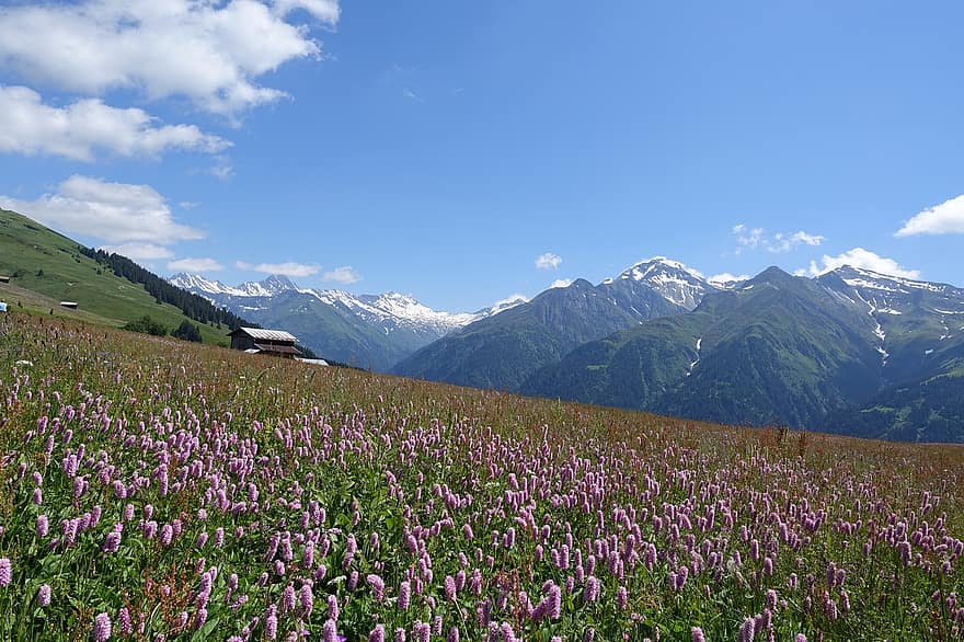 Blumen, Wiese, Berge, Blumenwiese, Feld, Pflanzen, blühen, Berglandschaft, Landschaft, alpin, Alpen