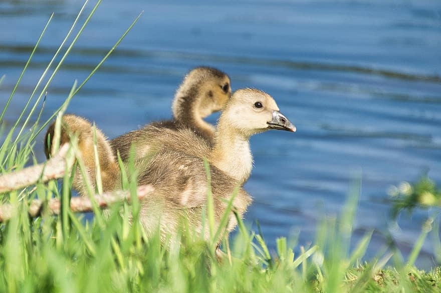 Canada Goose, Goslings, Geese, Nature, Waterbirds, Waterfowls, Lake