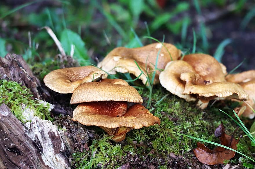 грибы, деревянный пол, Агариновые грибы, лес, падать, мох