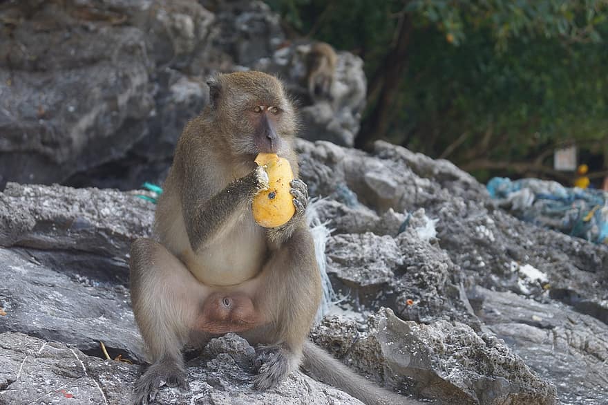 abe, spise, Thailand, Asien, primat, dyreliv, glemme, makak, sidder, gibbon