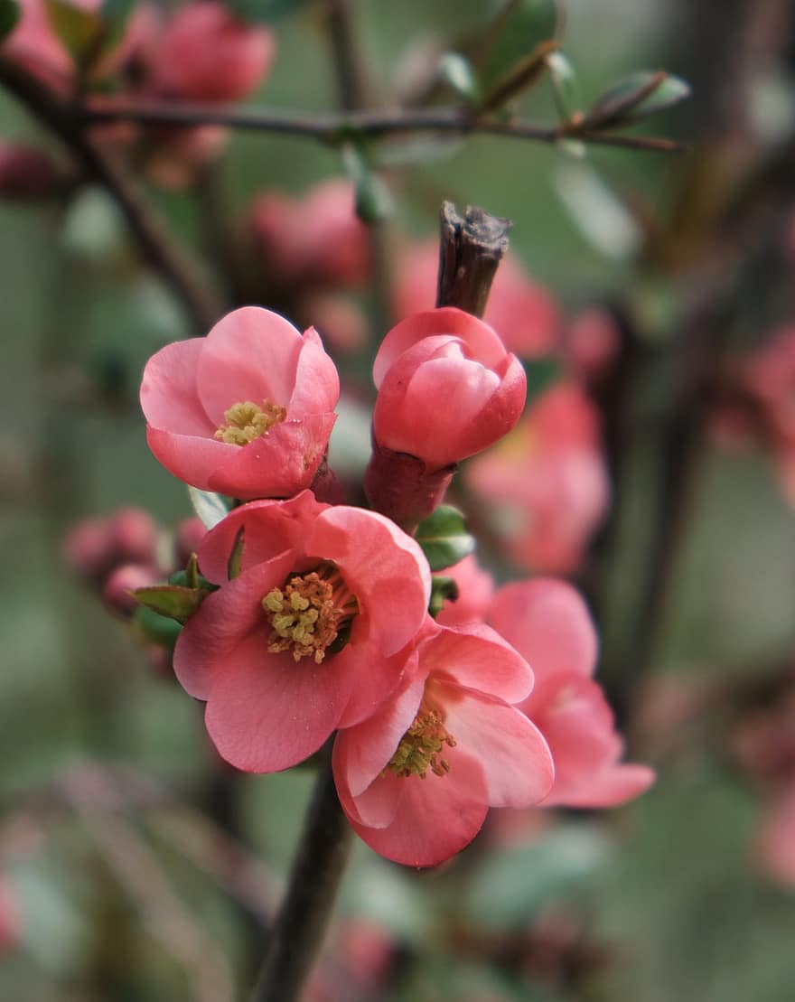 quince, bunga-bunga, cabang, menanam, bunga-bunga merah muda, kelopak, berkembang, musim semi, flora, taman, alam