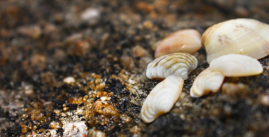 Muscheln, Sand, unter wasser, Meer, Ozean, Strand, Natur