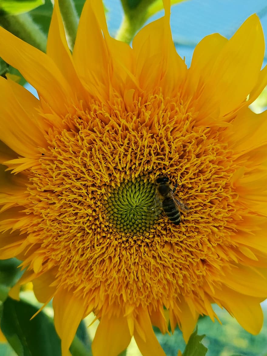 solros, bi, gul, blomma, pollen, natur, växt, insekt, ljus, solig, pollinering