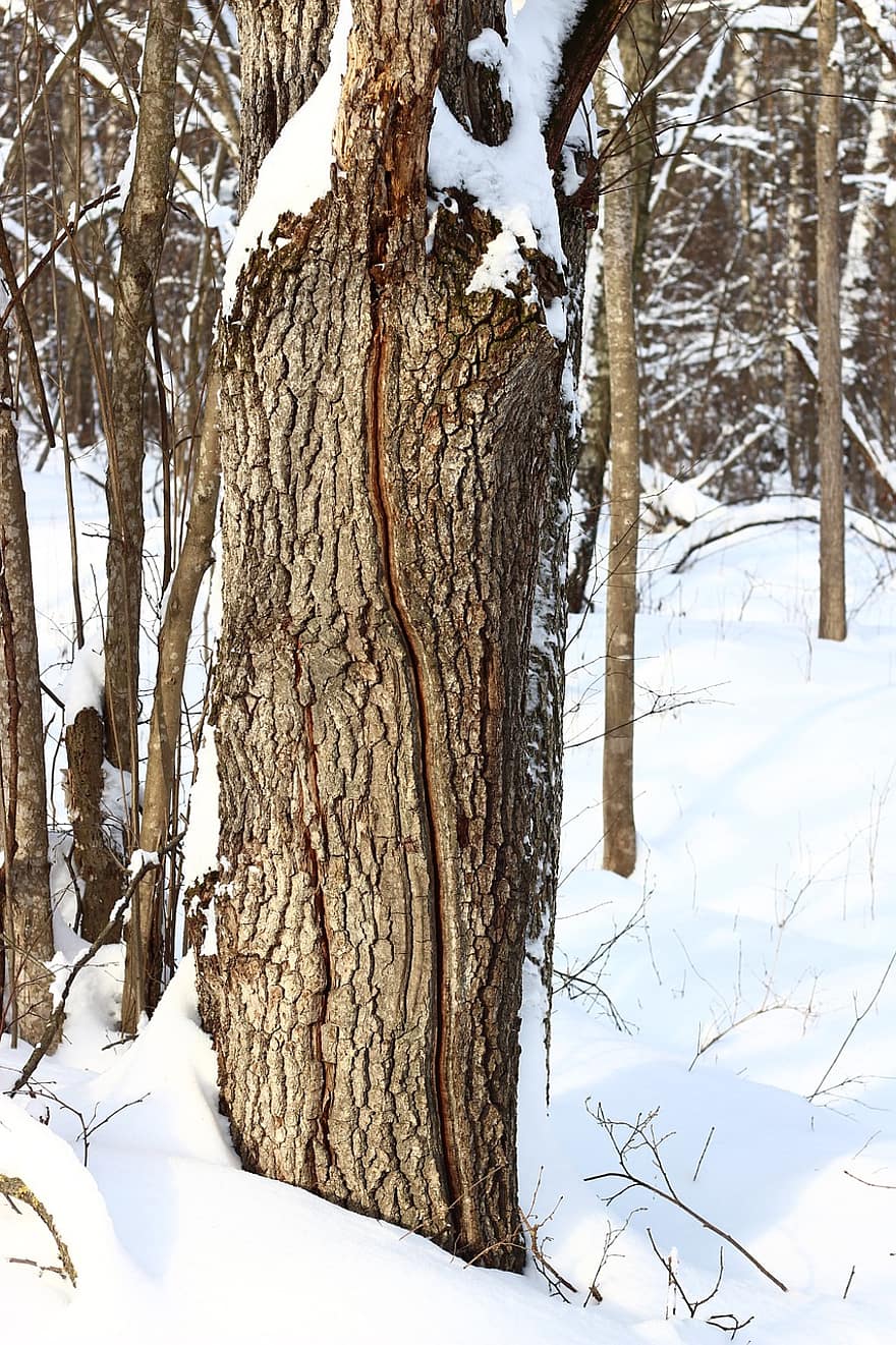 træ, egetræ, bark, sne, bagagerum, crack, vinter, frost, Skov, natur