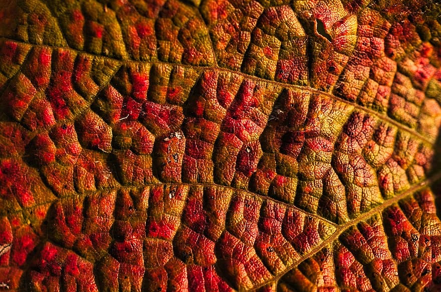 Leaf, Fall, Leaves, Grape Leaf, Plant, Close Up, Grooves, Red, Colored Leaf, Forest, Path