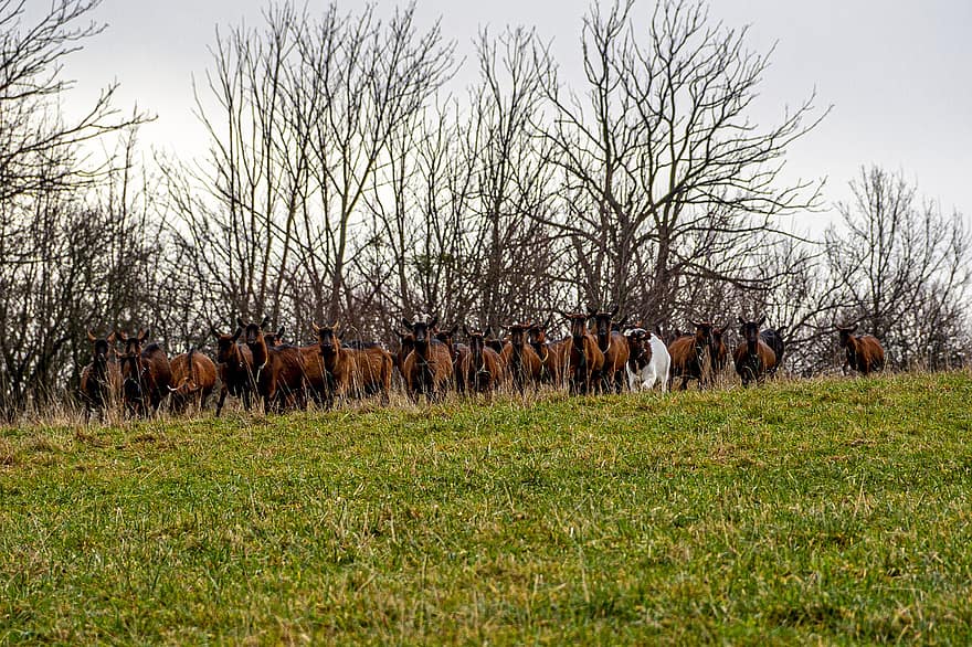 козы, пасти, животные, домашний скот, млекопитающее, луг, поле, трава, Бескиды, ферма, сельская сцена