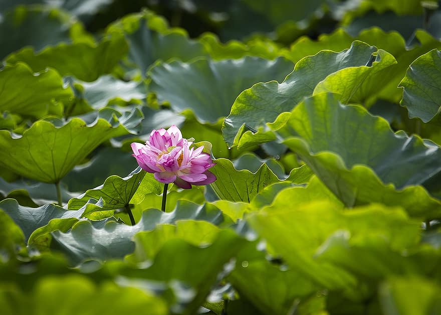 Lotus, Blume, Lotus Blume, pinke Blume, Blütenblätter, rosa Blütenblätter, Lotus verlässt, blühen, Wasserpflanze, Flora