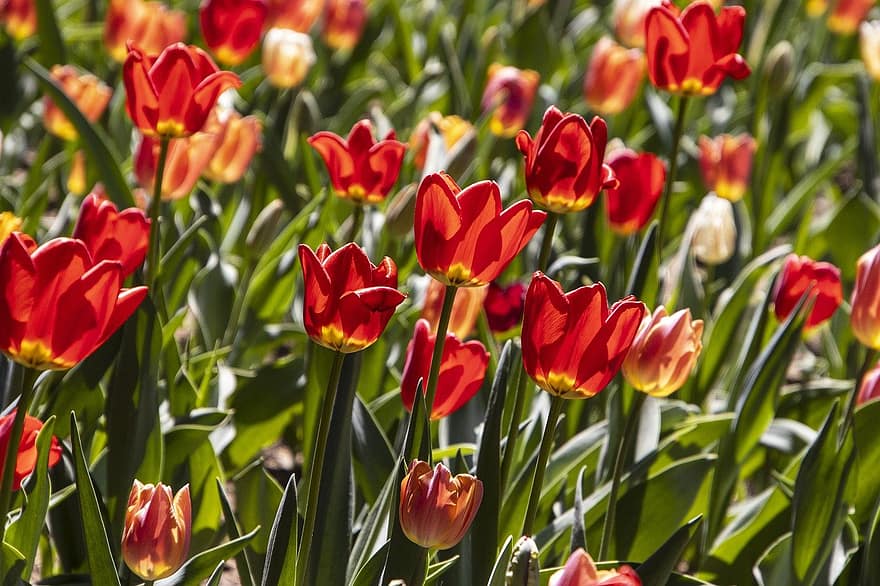 tulipaner, blomster, Mark, have, tulipan felt, tulipan, flor, blomstre, blomstrende, flora, botanik