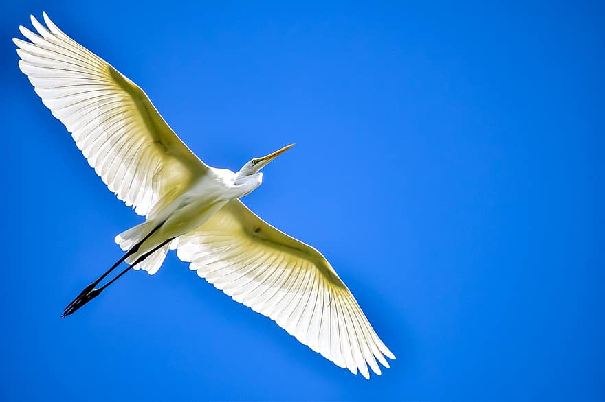 голяма бяла чапла, птица, летене, бяла чапла, животно, дивата природа, полет, дом, небе
