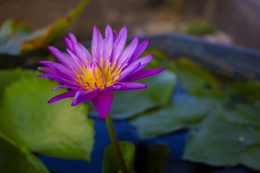 lotus, pembe, çiçek, bitki, çiçeklenme, pembe çiçek, Lotus çiçeği, suda yaşayan bitki, bitki örtüsü