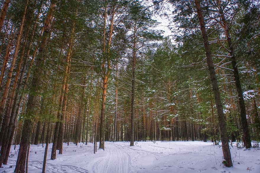 vinter, sne, snefald, fyrretræ, ferie, spadseretur, Skov, træer, træ, sæson, landskab