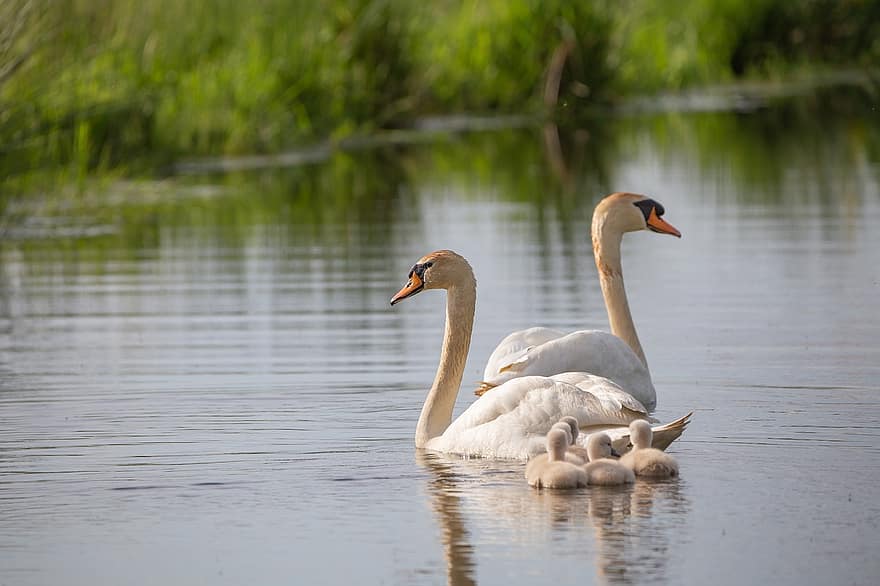 Bird, Swan, Animal, Flow, White, Family, Water