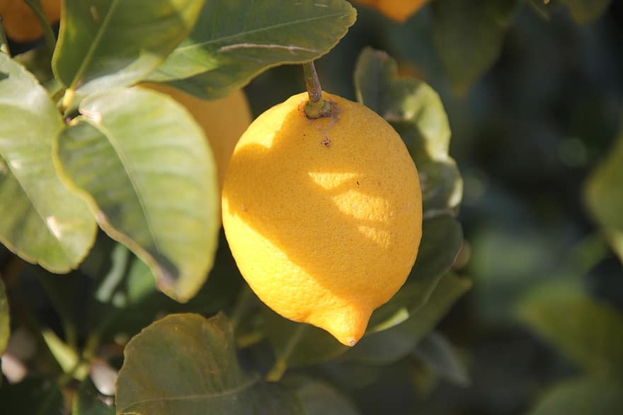gyümölcs, citrom- és narancsfélék, citrom, organikus, C vitamin, egészséges
