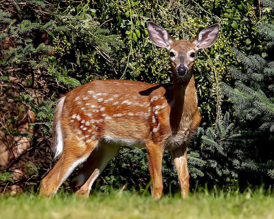 鹿、子鹿、動物、野生動物、哺乳類、野生の動物、草、森林、可愛い、若い動物、緑色