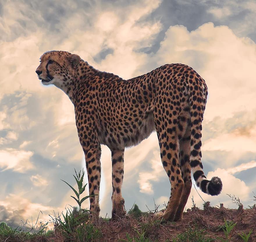 eläin, leopardi, kissa, Afrikka, Kenia, laji, eläimistö, eläimiä, gepardi, undomesticated kissa, kissan-