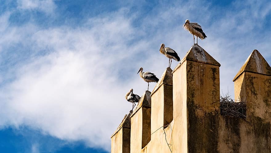 Storks, Perched, Birds