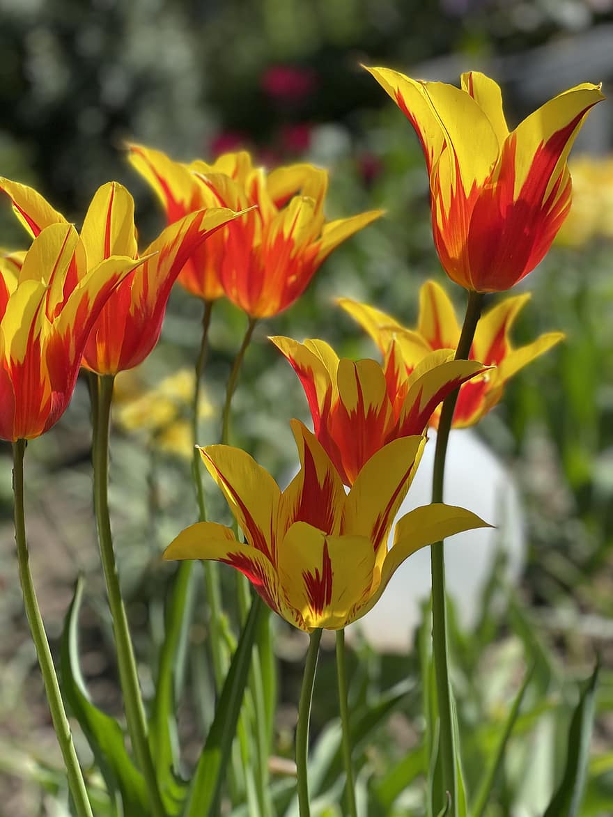 blomst, Lady Tulip, forår, have, flor, blomstre, sæson-, botanik, vækst, plante, gul