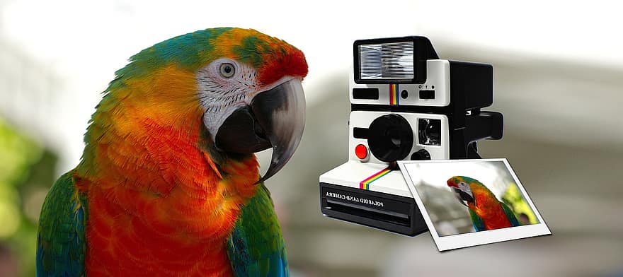 polaroid, kamera, ara, hibrid, papagáj, madár, állat, színes, szelídített, egzotikus, portré