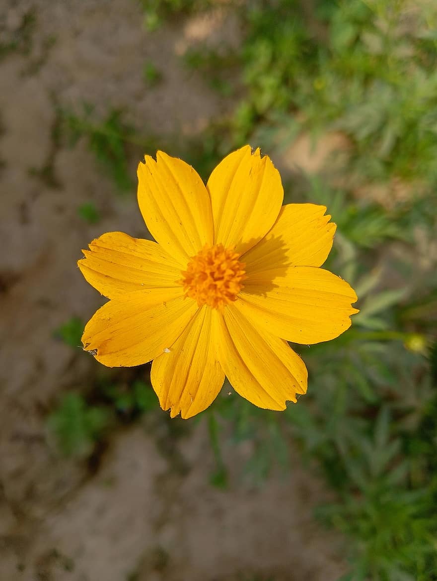 bunga, marigold, bunga kuning, taman