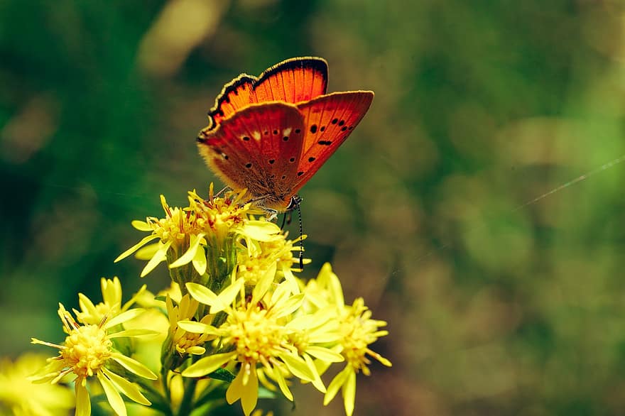 vlinder, insect, coulissen, oranje, natuur, zomer, bloem