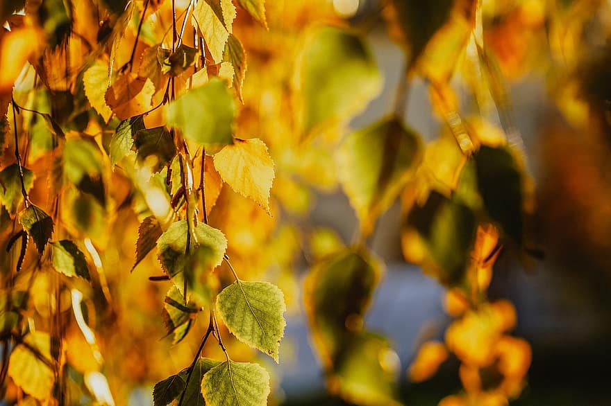 musim gugur, Birch, jatuh, dedaunan, keemasan, daun, Daun-daun, cahaya, makro, taman, matahari