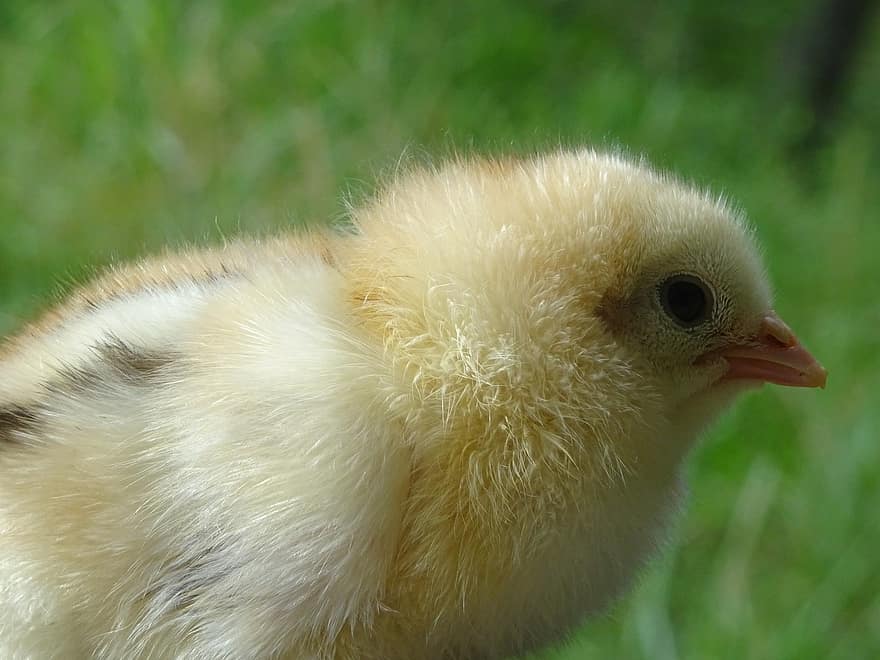 пиле, Малко Пиленце, птица, сладък, очи, клюн, пухкав, животно, животински свят, природа