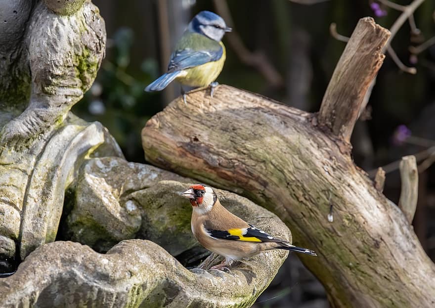 goldfinch, mėlyna zylė, paukščių, gyvūnams, tit, smulkmena, laukinės gamtos, plunksnos, snapas, paukščiukų baseinas, sėdi