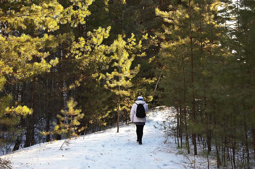 लंबी पैदल यात्रा, हिमपात, पेड़, सर्दी, ट्रैकिंग, आदमी, बैग, ठंढ, वुड्स, वन, पाइंस