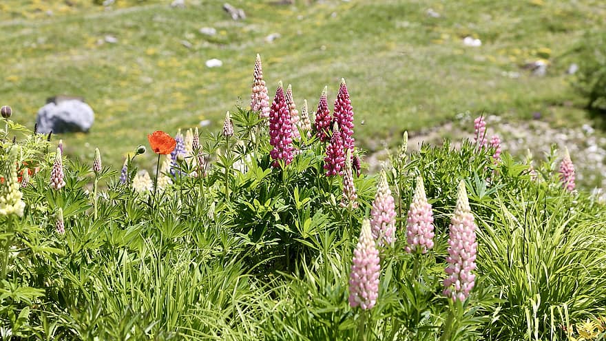 Blume, Berg, Landschaft, Natur, Blumen, Sommer-, Alpen
