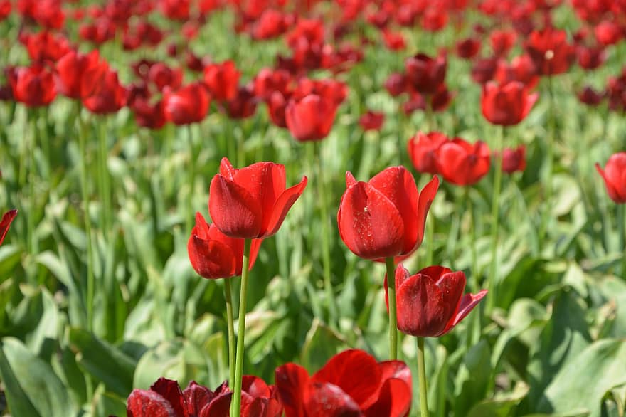 las flores, tulipanes, campos, cultivos de tulipanes, plantas, flora, floración, tulipán, flor, planta, color verde