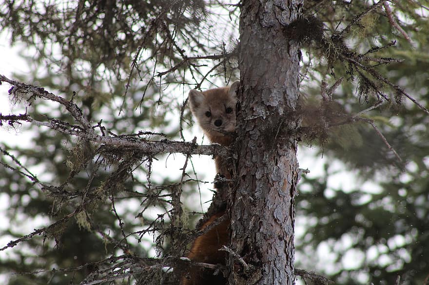 hewan, Marten Pinus Newfoundland, mamalia, jenis, fauna, habitat