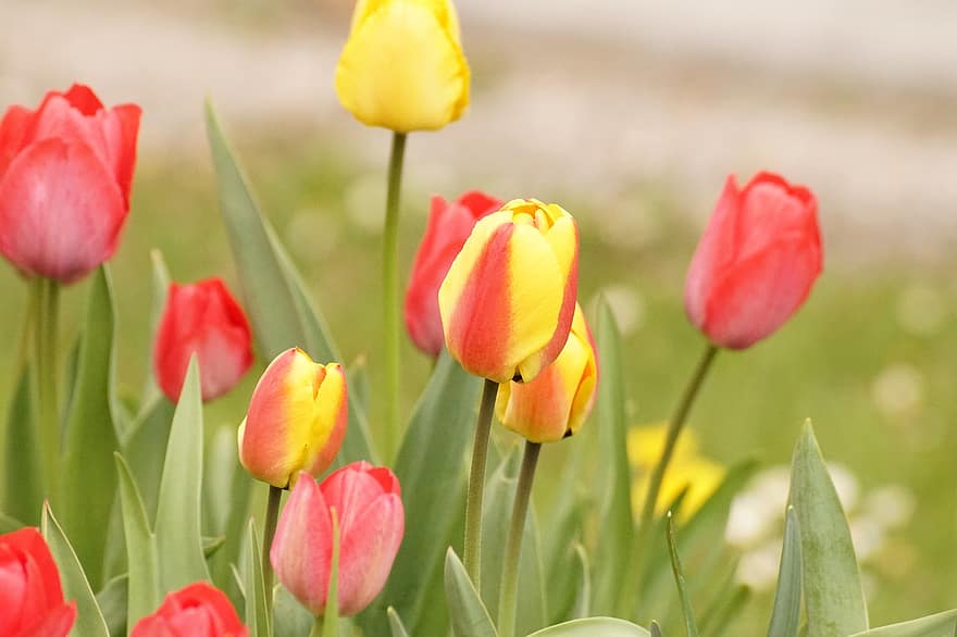 tulipaner, blomster, hage, petals, Tuli kronblader, blomst, blomstre, flora, planter