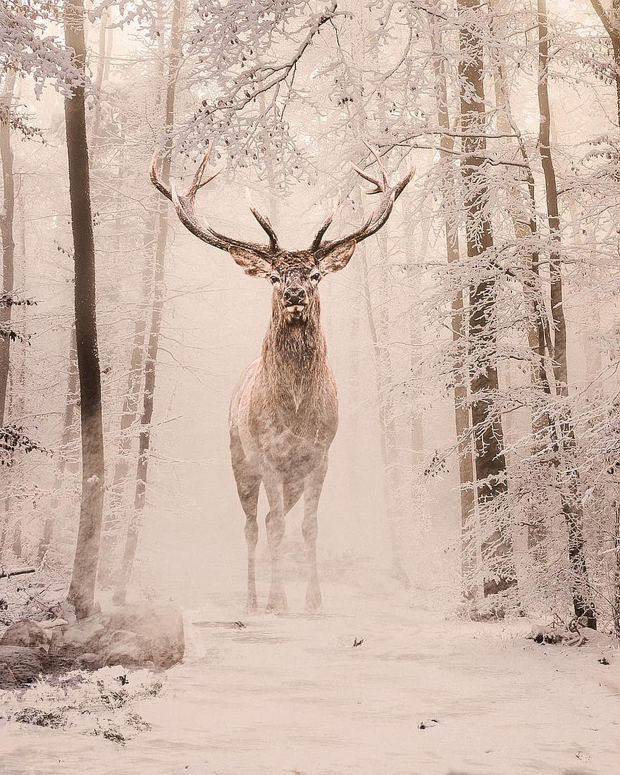 Hirsch, Schnee, Wald, Bäume, Winter, Tier, Tierwelt, schneebedeckt, Wildnis, Natur, Foto-Manipulation