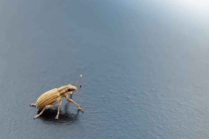 scarabée, Bord de la feuille de coléoptères, insecte, les yeux, sonde, Regardez, regarder, charançon gris