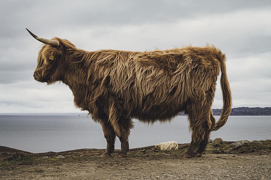 Hochland, Kuh, Tier, Hörner, zottelig, das Vieh, Schottland, Natur, Säugetier, Landschaft, Vieh