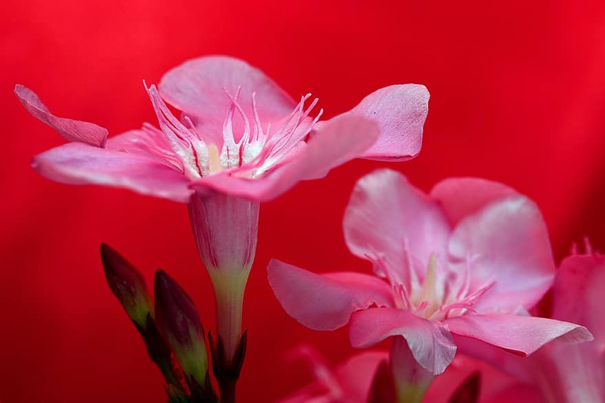 oleander, blommor, rosa blommor, kronblad, rosa kronblad, blomma, växter, flora, natur, närbild, växt