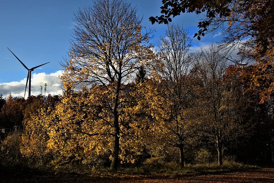 medis, lapuočių medis, lapai, aukso rudenį, auksinė valanda, ratai, ruduo, geltona, miškas, aplinką, kraštovaizdį