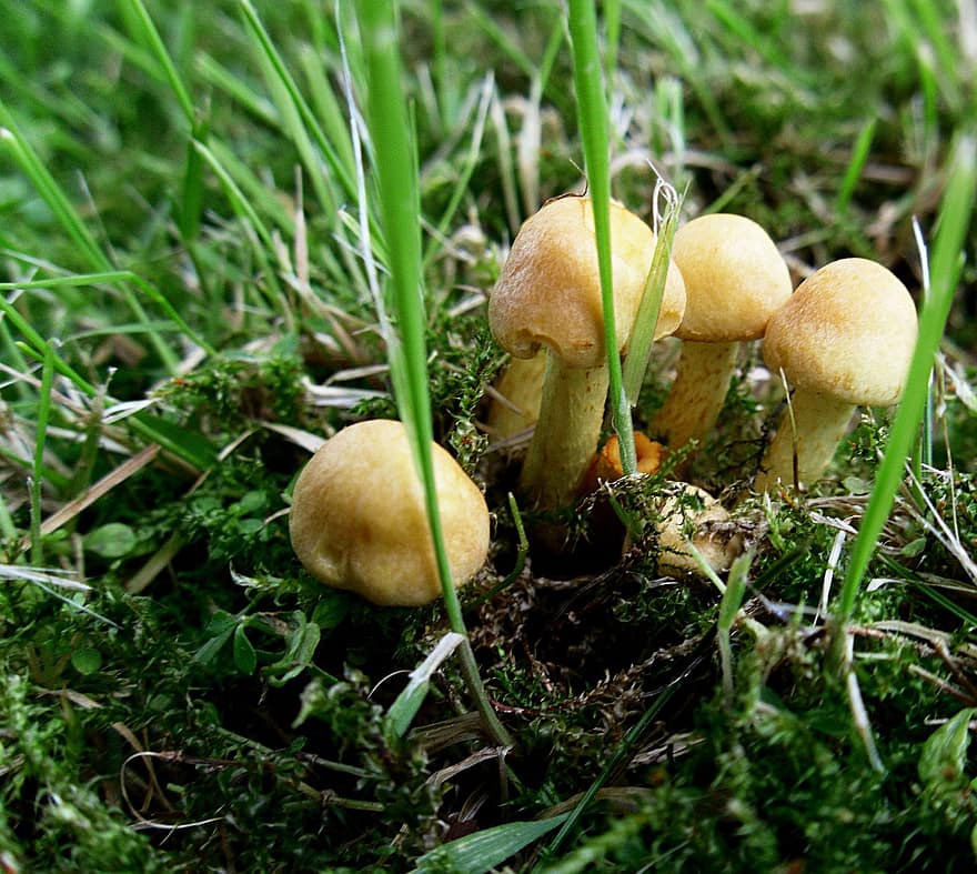 houby, louka, spory, tráva, podzim, houba