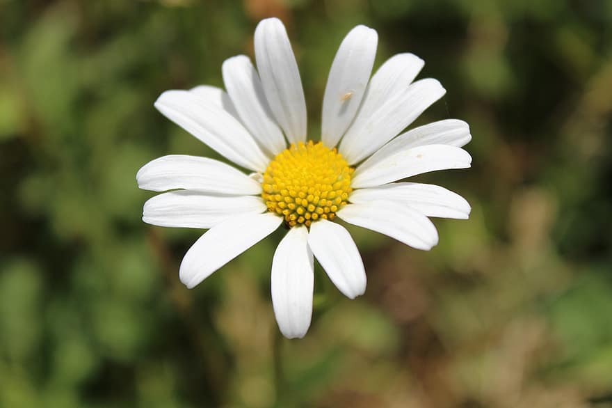 마가리에테, 꽃, 정원, 아름다움, 흰색 황색