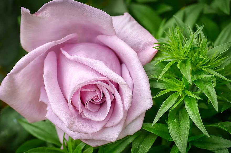 Роза, ветка цветов, Розенцвейг, цветы, свадьба, природа, романтик, цвести, цветение, любить, украшение