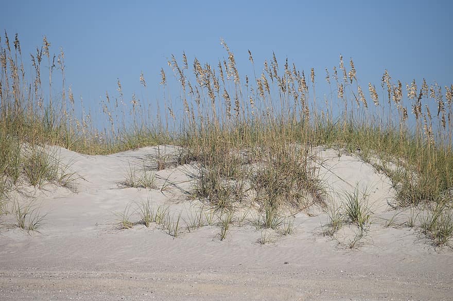 dunes, avoine de mer, herbe de mer, côte, le sable, rive, rivage