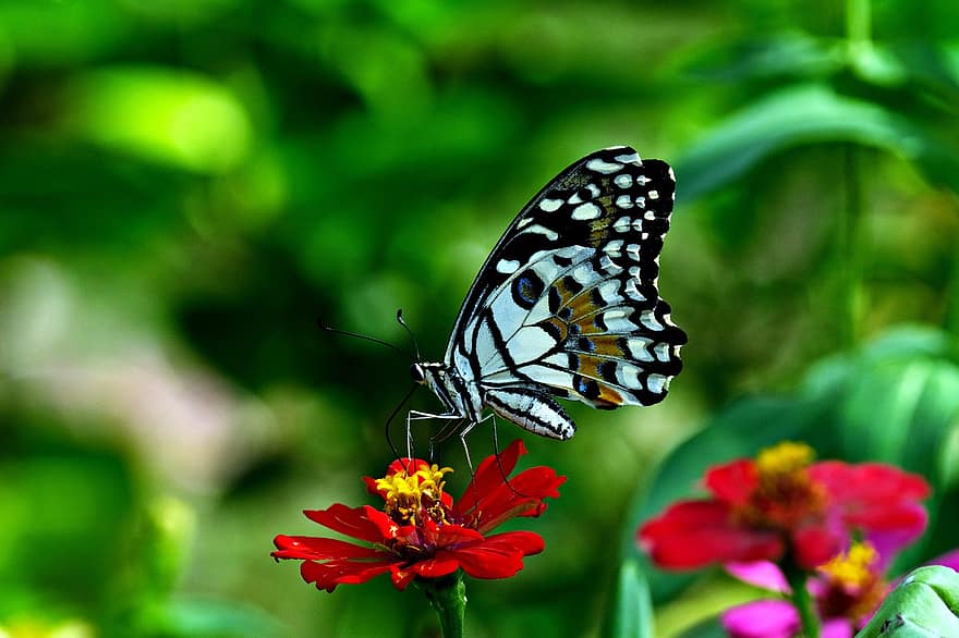 Kalk Schmetterling, Blume, Insekt, Flora, Schmetterling, Nahansicht, mehrfarbig, Sommer-, grüne Farbe, Makro, Pflanze