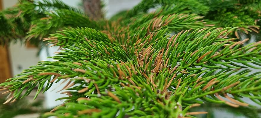 Spruce, Needles, Branch, Leaves, Foliage, Tree, Plant, Conifer, Evergreen, Nature