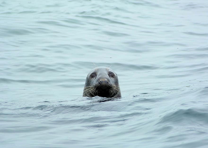 sello, foca gris atlantica, mar, Oceano, animal, mamífero, agua, naturaleza, nadar